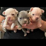 french bull dogs