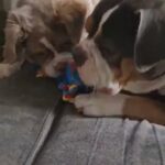 mammut lilac tri olde english bulldog puppy