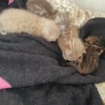 Gorgeous Pedigree Bengals