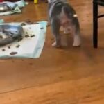 pocket American bullies Merle / tri blue and black