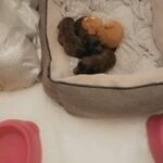 Beautiful cocker spaniel puppies for sale