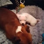 health tested and KC registered Staffie puppies 1 red and 1 white boy dad is show dog and I can send you lots off family photos ,