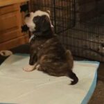 pup for sale