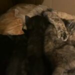 KITTENS NEARLY READY TO GO