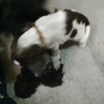 KC reg Show Type Cocker Spaniel