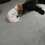 KC reg Show Type Cocker Spaniel