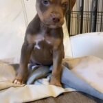 Xl bully