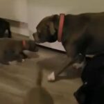 staffy pups