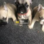 french bulldog puppy’s