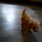 Toy Poodle Puppies