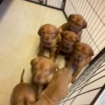 dogue de Bordeaux puppies ready to go