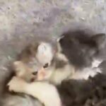 persian kittens