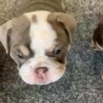 lilac tri english bulldog