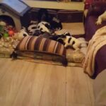 Beautiful black and white and brown and white sprocker puppies