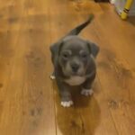 pocket American bullyz