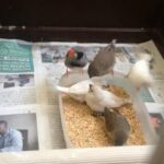 lovely finches for sale