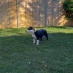 American Bully Pocket Puppy Female