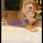 Female American Bully Puppies - Reduced