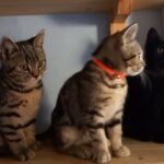 British Shorthair Kittens Spotted Tabbies Ready Now