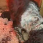 cocker spaniel puppies