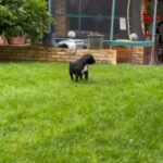 American Bully Pocket Puppy Female