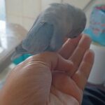 Fully hand tame love bird