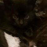 4 lovely kittens in barking