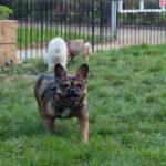 STUD KC Registered Health Clear New Shade carrier