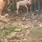 lilac white pocket bully for stud