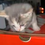 kitten for sale