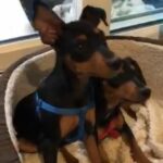 Miniature pinscher