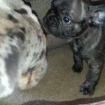frenchie cross pugs for sale