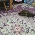 Baloo at play