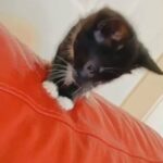 **Cute black kitten for sale** called Diana