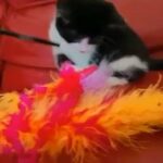 Playful black and white kitten Sienna