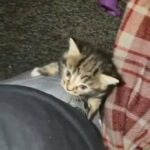 beautiful girl kitten