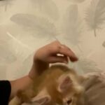 pedigree Maine Coon boy