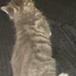 Beautiful Boy Kitten