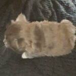 Beautiful girl kitten