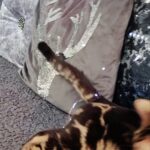 bengal marbled boy