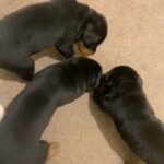 Pure Rottweiler