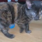 cutest kittens for sale greater Manchester