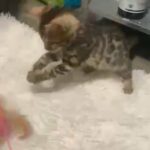 TICA Registered Bengal Female