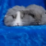 stunning tiny Fluffy babys