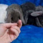 beautiful baby mini lops