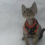Reg Pedigree Devon Rex Blue Tabby