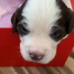 my lovely cocker spaniel puppies