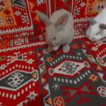 male female rabbits barking london