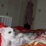 pure white chihuahua for stud