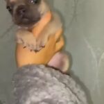 gorgeous KC frenchies